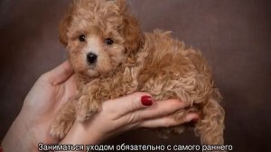 Мальтипу (собака): описание мини породы, сколько живут, размер