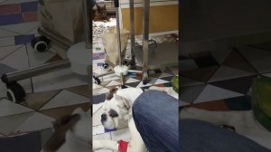 Собака на химиотерапии. Лечим рак