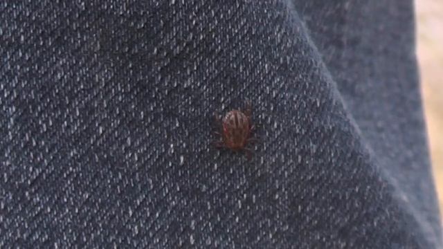 Клещи атакуют! смотреть онлайн