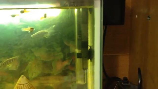 Аквариум и рыбки в нём смотреть онлайн