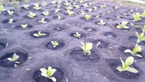 2020 Табак после высадки в грунт.mp4