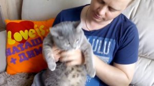 Британский кот.Мнение хозяев о кастрации Кота!