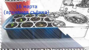 Давайте сеять вместе 4. Эшшольция, алиссум, настурция, статица, лаванда, обриета