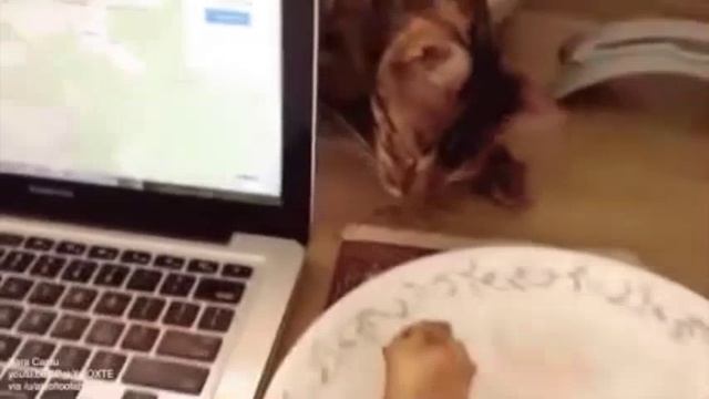 Кот притворяется спящим, чтобы незаметно полакомиться