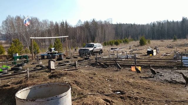 УТКА - ПИНГВИН . НАМ НУЖЕН ИНКУБАТОР смотреть онлайн