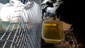 Кролики Миксы,пропойка чиктоником, и стоп кокцидом.