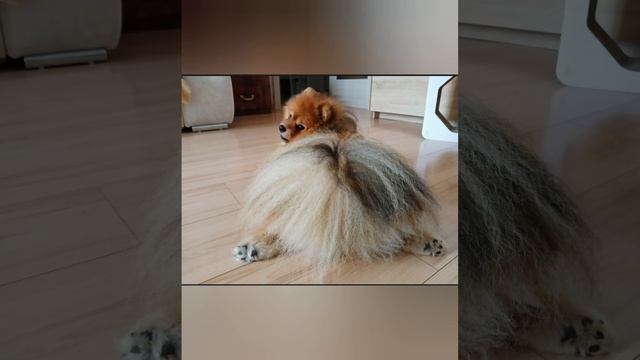 Наше солнышко))) всем улыбок и добра)))#шпиц#                        #шпицуля#