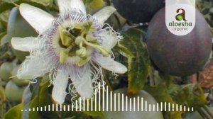 Aloesha Radio Talk Show: Passiflora edulis