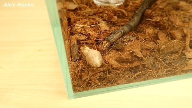 Реакция муравьев на кинетический песок! Почему они это сделали? Муха из Китая! alex boyko смотреть онлайн