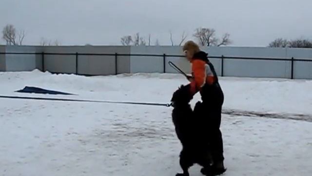 Бойга Чёрная Кобра - 7 мес. Ризеншнауцер, Ростов смотреть онлайн