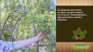 Рябина на арке