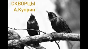 Скворцы А.Куприн Аудиокнига