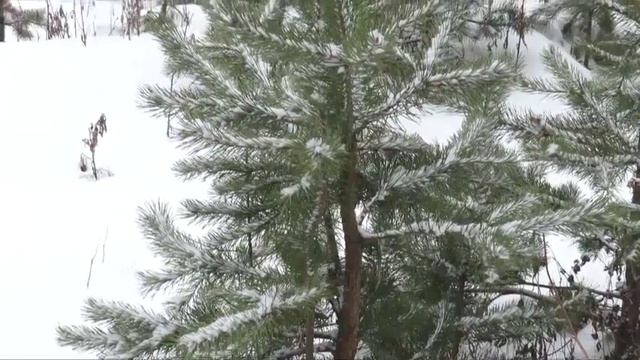 Срочно требуется печаль Стихи Миша Фреш смотреть онлайн