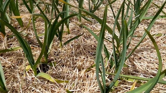 Пожелтел Чеснок, За 5 дней вернем зеленый цвет без Химии. Боремся с пожелтением чеснока. смотреть онлайн