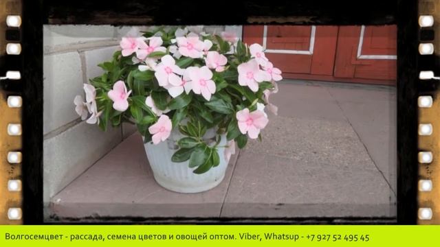 KATAPAHTУC (часть 4)/ CATHARANTHUS (part 4) - Волгосемцвет