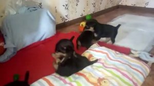 Щенки Ягдтерьера+ фокстерьер