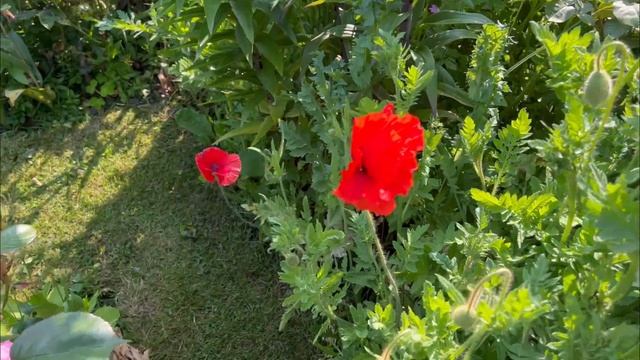 English Rose Garden - End of May Garden Tour - David Austin Roses - Perennials - Clematis - and mor смотреть онлайн