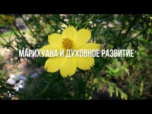 Марихуана И Духовное Развитие