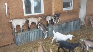 Ручные и ласковые козлята на прогулке