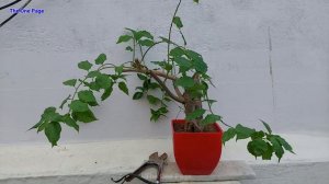 My Top 10 secrets to Bougainvillea Bonsai - Bougainvillea cutting to Bonsai