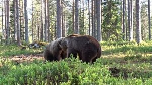 Битва двух бурых медведей
