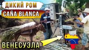 Дикий ром сорта Caña blanca. Венесуэла.