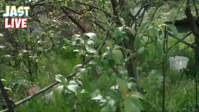 ОБЗОР ДАЧИ смотреть онлайн