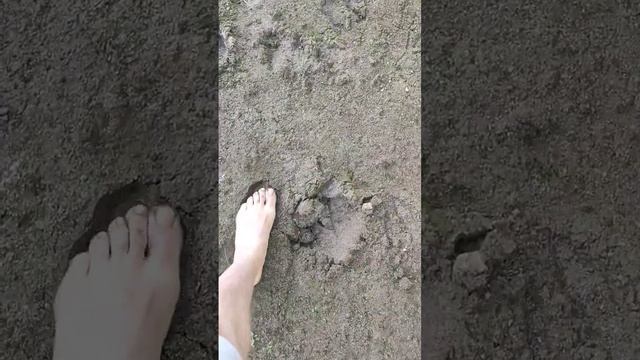 пляж с лосями #nature #sup #сап #сапборд #boat #travel #lake #summer #river смотреть онлайн