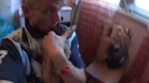 целую в засос кошку