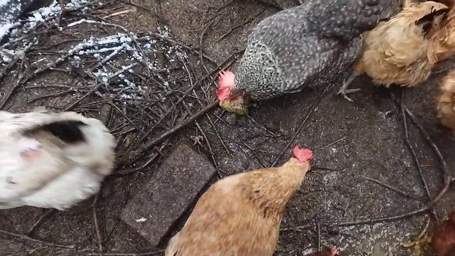 Как давать рыбу курам. смотреть онлайн