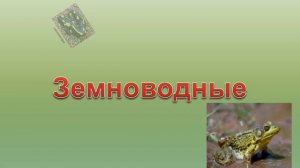 Группы животных 2 класс