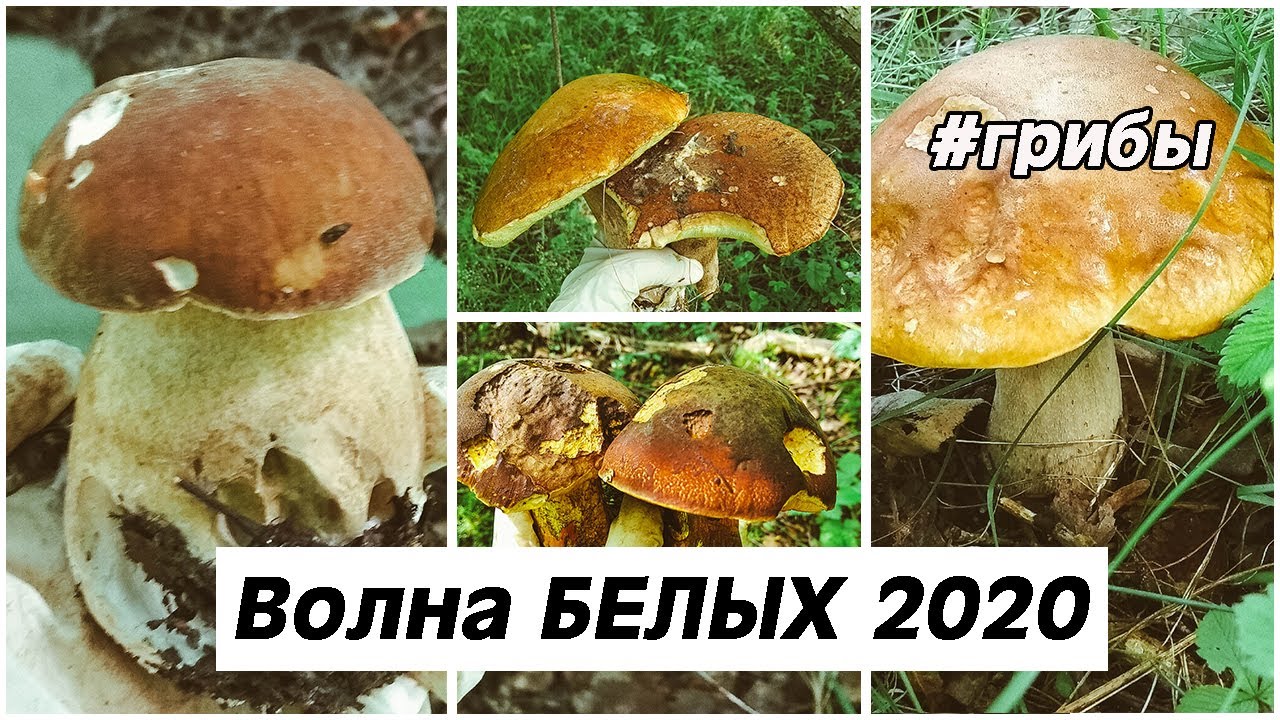 ШОК! Волна БЕЛЫХ! Часть 1.