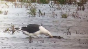 Grote Mantelmeeuw / Great Black-backed Gull / Larus marinus  @ Ezumakeeg, Lauwersmeer NL 01-10-2017