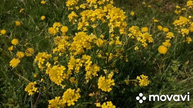 Продолжаем делать парник под огурцы. Помидоры цветут.. смотреть онлайн