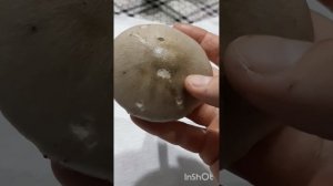 Вольвариелла слизистоголовая #volvariella gloiocephala