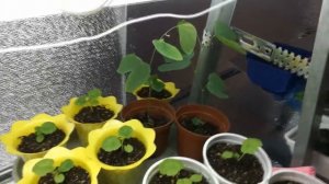 Виола(анютины глазки). Виола обзор всходов. Пикировка.