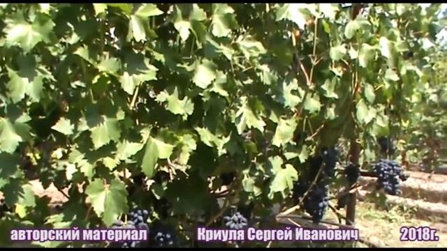 Виноград Кодрянка - сорт, с которым не расстанусь.