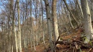 Синеножка, опята осенние, вешенка, ежовик коралловидный. Найдем грибы даже в засуху