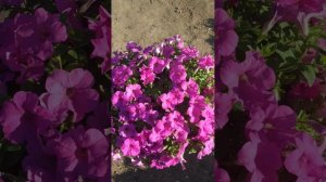 Петуния Изи Вейв в цвете Неон Роуз. Восточный Крым. Сезон 2022г.
