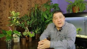 Как вырастить МОЩНУЮ и ЖИРНУЮ КРАССУЛУ (ТОЛСТЯНКУ) ВСЕМ НА ЗАВИСТЬ [СТОИТ ГЛЯНУТЬ]