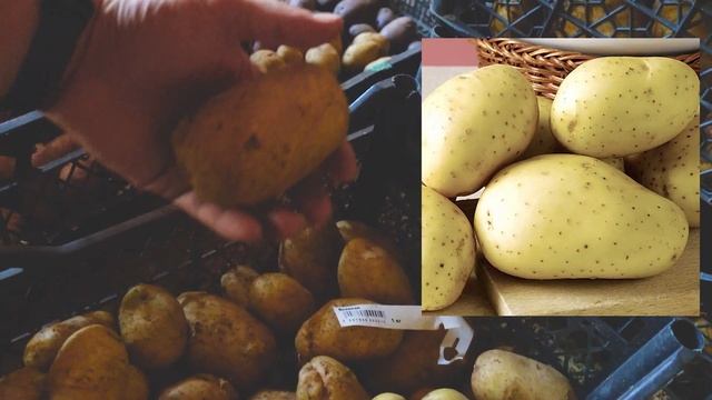 Сбор фиолетового картофеля. КАКОЙ УРОЖАЙ картошки. Лучшие сорта картофеля.