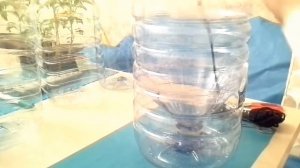 Как сделать горшок с ФИТИЛЬНЫМ поливом  DIY 2 и эксперимент с  АВТОПОЛИВом растений DIY 2