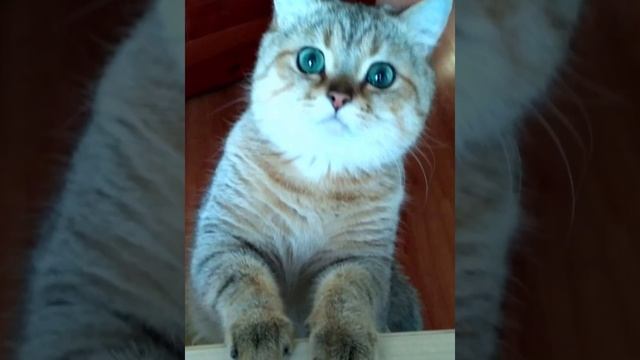 "Дистанционное обучение". 2а класс МБОУ "Белокурихинская средняя общеобразовательная школа №1" смотреть онлайн