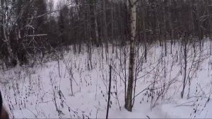 Охота на зайца с гончей 22.11.2023.Два охотника.