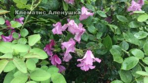 Розы после дождя Обработка. Эффективность фитоспорина.Как и чем спасла пеларгонии от мучнистой росы