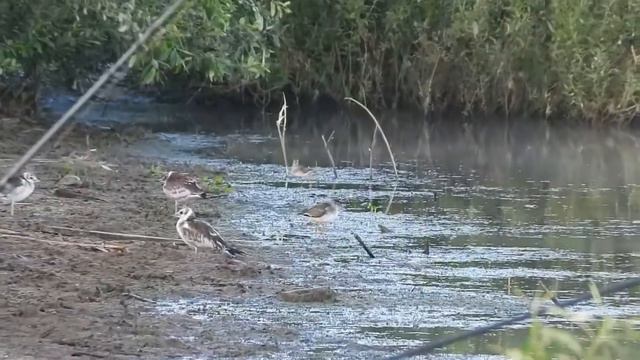 № 1483  08.07.2021  Травник смотреть онлайн