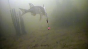 Видео курс : Ловля окуня зимой.   Взгляд из подо льда. Очень полезно для рыбаков любителей