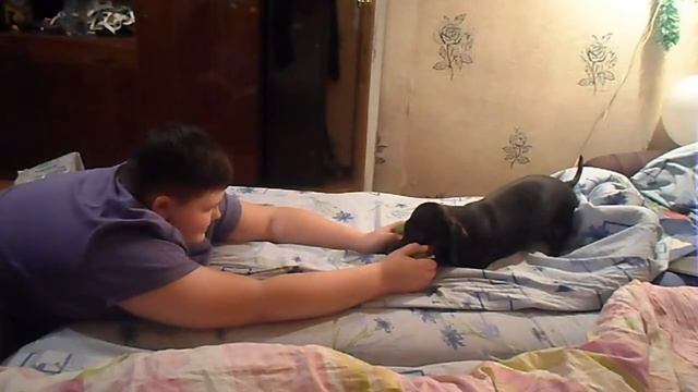 Как успокоить собаку- Граф смотреть онлайн