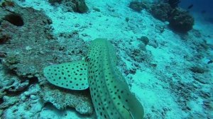 Самые нестрашные акулы Мальдив. Леопардовая акула и акула-нянька