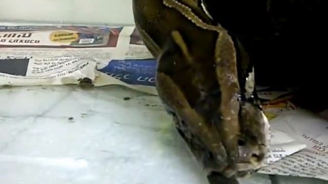 Кормление питона (удава)! Не для слабонервных. Израиль2012. Live Prey Feeding .